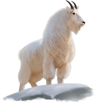mountain_goat.png|500